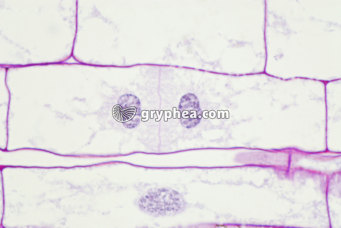 Racine de Blé - Cellules en élongation - zone 4 x200 - gryphea.com
